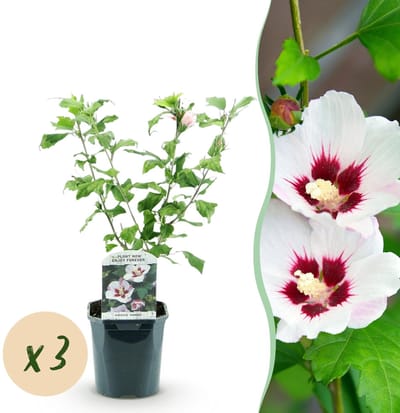 Green boutiQ - Tuinplant - Hibiscus syriacus Hamabo - Tuin Hibiscus - Winterhard - Wit - Roze - 3 Planten - Pot 17cm - Hoogte 45cm
