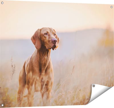 Gards Tuinposter Hongaarse Vizsla Hond in het Gras - 100x80 cm - Tuindoek - Tuindecoratie - Wanddecoratie buiten - Tuinschilderij