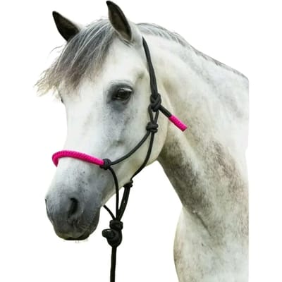 Halster voor paarden Norton Fun colour