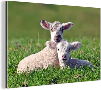 Aluminium schilderij 180x120 cm - Wanddecoratie metaal - Twee lammetjes liggen samen in het hoge gras - Metalen muurdecoratie woonkamer - Decoratie industrieel - Foto op dibond - Industriële accessoires slaapkamer