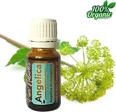 Engelwortel etherische Olie 10 ml | Angelica Oil | 100% PUUR | Bio | Essentiële olie Aromatherapie | Olie diffuser | Geschikt voor inname | Pure Naturals