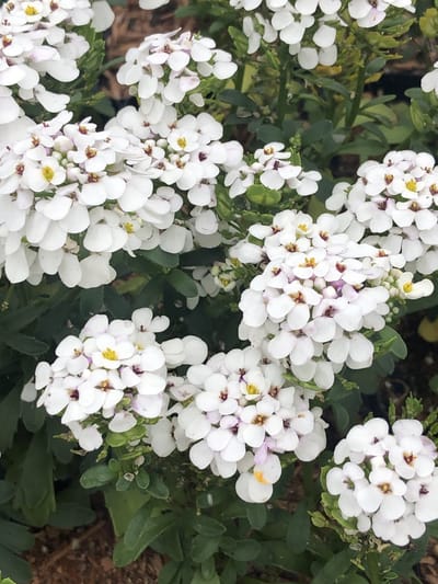 6 x Iberis sempervirens 'Masterpiece' - Scheefbloem in pot 9 x 9 cm