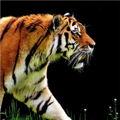 Diamant borduurwerk schilderij borduurpakketten muur mozaïek Tiger Home Decor cadeau 30x30CM brown