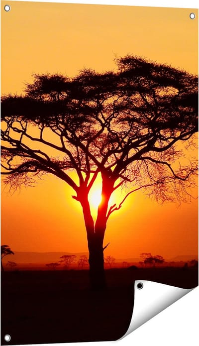 Gards Tuinposter Zonsondergang Achter een Savanne Boom - 60x90 cm - Tuindoek - Tuindecoratie - Wanddecoratie buiten - Tuinschilderij