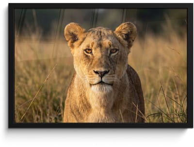 Poster in lijst - Fotolijst 60x40 cm - Posters - Leeuwin - Gras - Geel - Posterlijst zwart - Decoratie - Wanddecoratie woonkamer - Muurdecoratie slaapkamer
