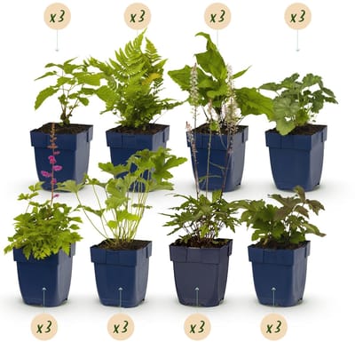 Green boutiQ - Borderpakket - Schaduw - 24 Vaste planten - 3 m2 - Diversen kleuren - Weinig Onderhoud - Pot 11cm