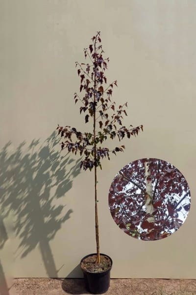 Jonge Roodbladige Berk boom | Betula pendula 'Royal Frost' | 100-150cm hoogte