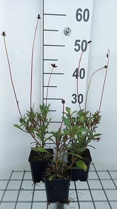 6x Cosmos - Cosmos atrosanguineus | 9x9 cm pot