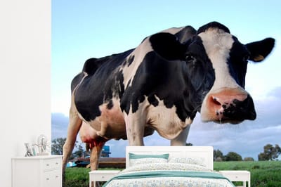 Behang - Fotobehang Koe - Boerderij - Gras - Dieren - Breedte 265 cm x hoogte 240 cm