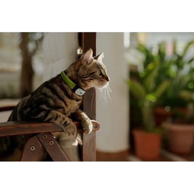 GPS/activiteitshalsband voor katten Kippy
