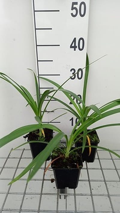 6x Afrikaanse lelie - Agapanthus hybr. Twister'® | 9x9 cm pot