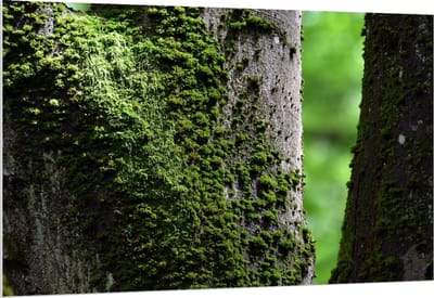 Forex - Mos op Boom - 150x100cm Foto op Forex