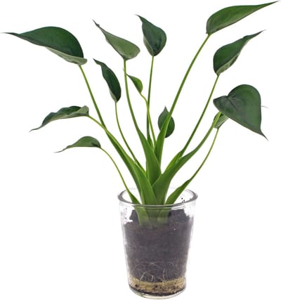 Alocasia Tiny Dancer | 30cm | in Vaasglas