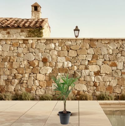 Trachycarpus - Waaierpalm - 100cm - Ø21 - Palmboom - Tuinplant