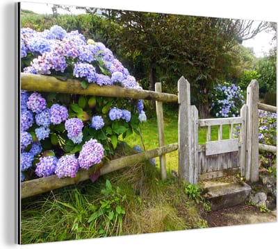 Wanddecoratie Metaal - Aluminium Schilderij Industrieel - Cottage tuin met hortensia's - 150x100 cm - Dibond - Foto op aluminium - Industriële muurdecoratie - Voor de woonkamer/slaapkamer