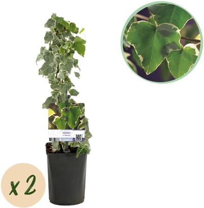 Plantenboetiek.nl | Klimplant - Hedera helix Glacier - Blad Bont - Groenblijvend - 2 planten - Ø10cm - 30-40cm hoog - Tuinplant