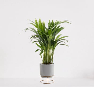 Areca in luxe sierpot Emma Grijs – luchtzuiverende kamerplant – eenvoudig te onderhouden Goudpalm - ↕35-50cm - Ø13 – geleverd met plantenpot – vers uit de kwekerij