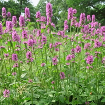 Stachys 'Hummelo' (Stachys monieri Hummelo) - - Ezelsoor - Vaste planten - Bijen-Vlinders - Snijbloemen - Bodembedekkers - Zomerbollen