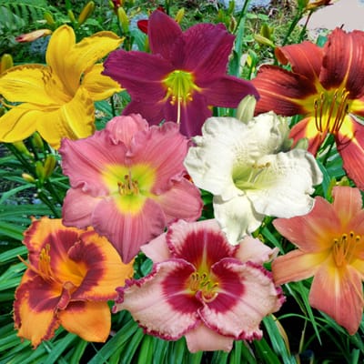 Daglelie (Hemerocallis) - 6x - Mix - - Sixpack - Vaste planten - Bijen-Vlinders - Snijbloemen - Zomerbollen - Voorjaarsbollen