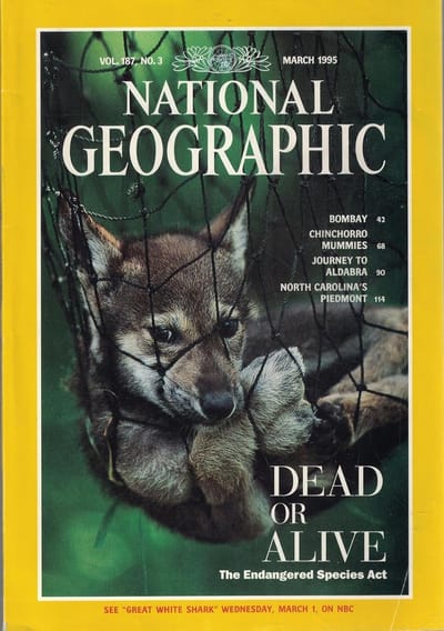 NATIONAL GEOGRAPHIC MAART 1995 EDITIE ENGELS TIJDSCHRIFT DEAD OR ALIVE (GEOMAART1995)