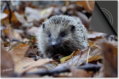 Inductie beschermer 60x60 - afdekplaat inductie mat - Dietrix Kookplaat beschermer - Exclusief - Herfst - Egel in bladeren