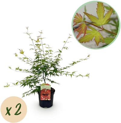 Plantenboetiek.nl | Japanse Esdoorn - Acer palmatum Pink Dwarf - Roze - 2 Planten - Bladverliezend - Ø25cm - 60-70cm hoog - Tuinplant