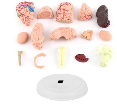 Allecto - Anatomisch Menselijk Brein Model - Leermiddel voor Onderwijs - Duurzaam Plastic - Gedemonteerd Model - Geschikt voor Studenten en Onderzo...