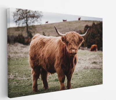 Saammp Canvas Schilderij - Groep Schotse Hooglander Koeien op de hooglanden - Dieren - Natuur - 60x40 - Foto op canvas - Wanddecoratie - muurdecoratie Woonkamer - Slaapkamer decoratie - Canvas Print