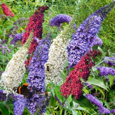 Vlinderstruik (Buddleja Davidii) - Tricolor - Buddleja - Vaste planten - Bijen-Vlinders - Geurend - bloeit in Oktober / Juli / Augustus / September