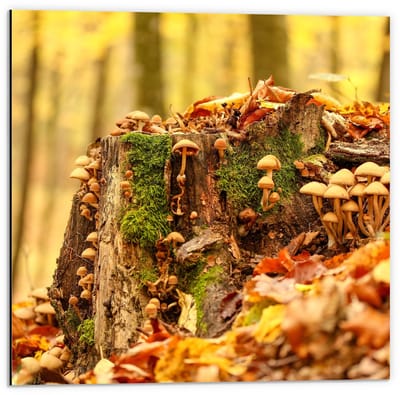 Dibond - Boomstronk Begroeid met Paddenstoelen en Mos - 50x50cm Foto op Aluminium (Wanddecoratie van metaal)