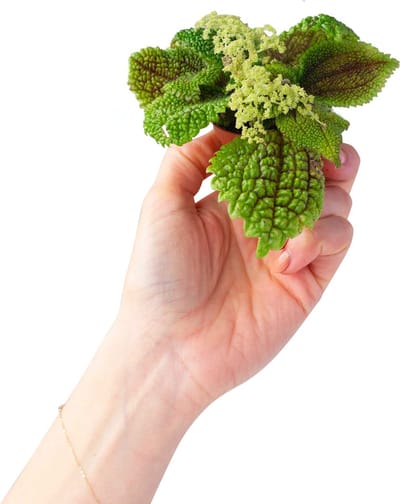 PLNTS - Baby Pilea Moon Valley (Ufoplant) - Kamerplant - Kweekpot 6 cm - Hoogte 15 cm