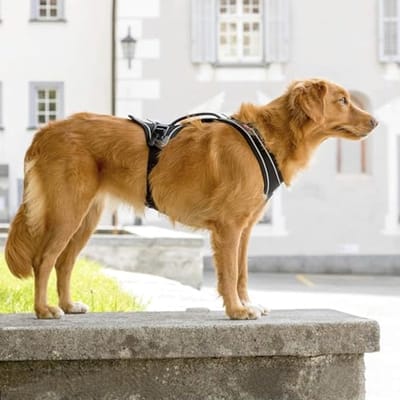 Magnetisch Hondenharnas Met Comfortabel Pasvorm Voor Grote Honden