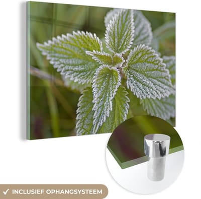 ® Glasschilderij 180x120 cm - Schilderij acrylglas - Een bovenaanzicht van bevroren bladeren in de winter - Foto op glas - Muurdecoratie woonkamer - Wanddecoratie slaapkamer - Schilderijen
