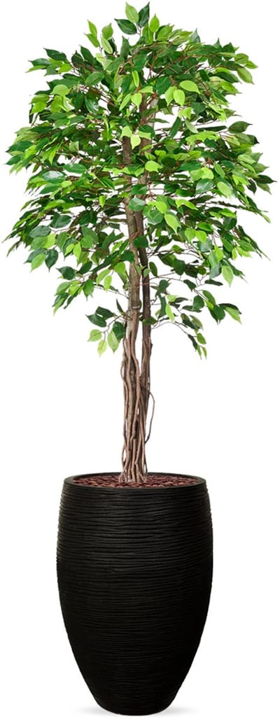 Kunstplant Ficus groen in vaas elegant Rib zwart H230 cm