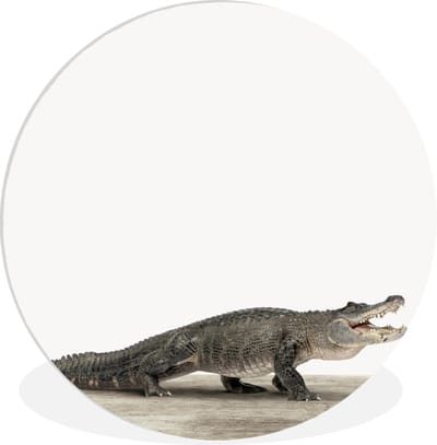 Wandcirkel kinderen - Wanddecoratie meisjes - Jongens - Krokodil - Dieren - Wilde dieren - Kinder decoratie - 60x60 cm - Kunststof