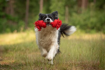 Jack And Vanilla Hondenspeelgoed - Honden speeltouw - Flostouw met smaak en geur - Rund - Lengte 25 cm - Rood