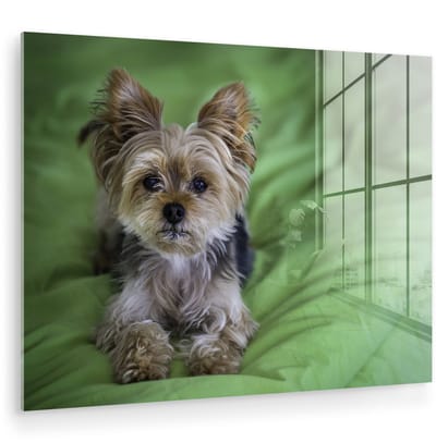 ® Glasschilderij 160x120 cm - Schilderij acrylglas - Een Yorkshire Terrier ligt op een groen kussen - Foto op glas - Muurdecoratie woonkamer - Wanddecoratie slaapkamer - Schilderijen