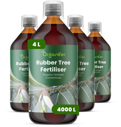 Vloeibare Meststof Voor Rubberboom 4X1 L Voor 4000 L - Npk 2-1-8 - Ondersteunt Sterk Glanzend Blad Bij Rubberbomen - Verbetert Bladdikte En Diepgroene Bladkleur - Geschikt Voor Langdurige Verzorging Van Kamer- En Kantoorplanten - Organifer