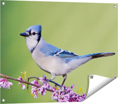 Gards Tuinposter Blauwe Gaai Vogel op een Tak - Kleur - 80x60 cm - Tuindoek - Tuindecoratie - Wanddecoratie buiten - Tuinschilderij
