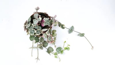 JUNAVERA Ceropegia Woodii Variegata in 9 cm pot – 15 cm ranken, 9 stekken mix