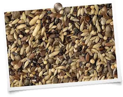 Hobbyfirst King Inlandse vogels 20 kg vogelvoer