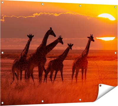 Gards Tuinposter Giraffe Kudde bij Zonsondergang - 120x90 cm - Tuindoek - Tuindecoratie - Wanddecoratie buiten - Tuinschilderij