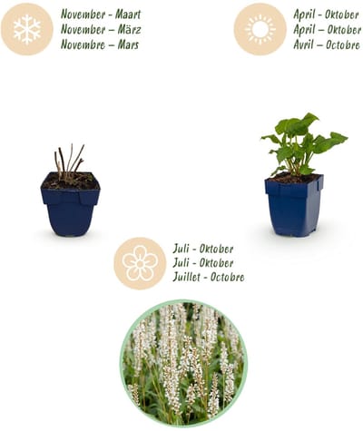 Green boutiQ - Vasteplant - Persicaria ampl. Alba - Duizendknoop - Schaduw - Wit - 1 Plant - Pot 11cm - Hoogte 15-25cm