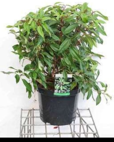 Viburnum dav. 'Angustifolium' - Sneeuwbal 40- 50 cm in pot