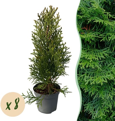 Haagplanten - Thuja occidentalis Smaragd - blad groen - 8 planten - 1 strekkende meter - groenblijvend - pot 9cm hoogte 30-35cm