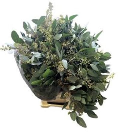 5x Sg eucalyptus pol.bes 60cm