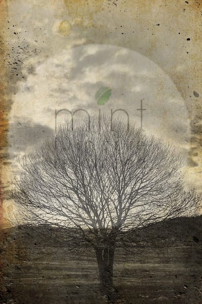 *SALE - Sepia Tree- Mint by Michelle decoupage papier A3