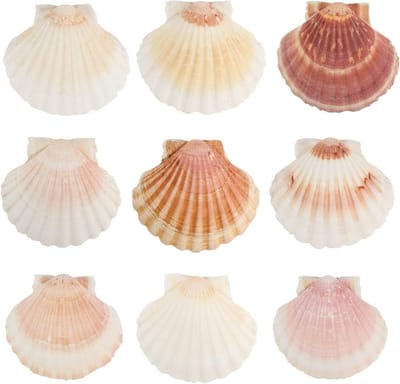Grote Natuurlijke Schelpen voor Keuken Decoratie, Aperitief Borden en Snack Versiering - 10 Stuks van 9-11 cm