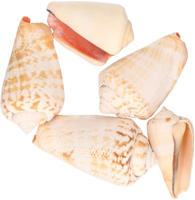 Decoris namaak schelpen - nep zee schelpen - zeeslak - strombus urseum - 4 cm - decoratie