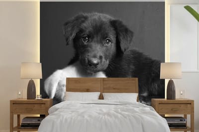 Behang - Fotobehang Honden - Puppy - Zwart - Wit - Dieren - Breedte 240 cm x hoogte 240 cm